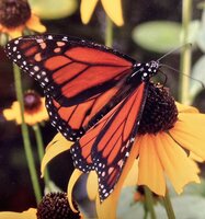 Junior Merritt Folckemer